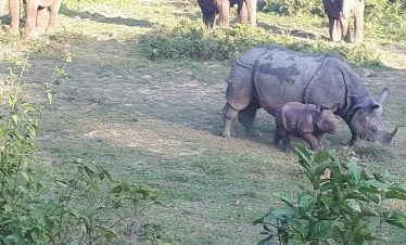 Chitwan Jungle Safari Tour