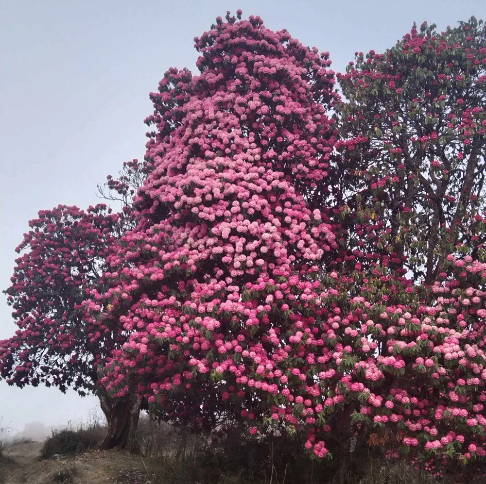 Complete Guide To Mardi Himal Trek