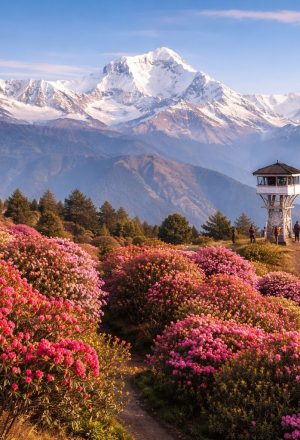 Best Spring Treks in Nepal 2026: Where the Himalayas Bloom with Adventure With The Nepal Trekking Company (TNTC).